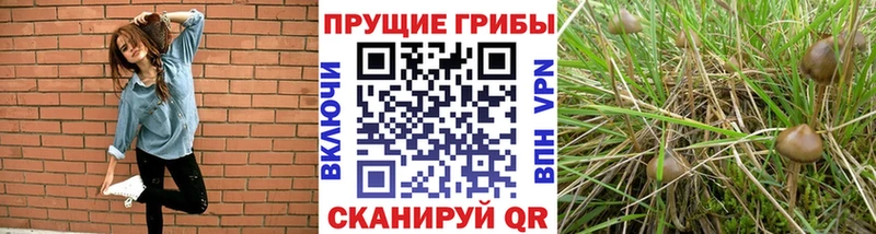 Галлюциногенные грибы мухоморы  Кашин 